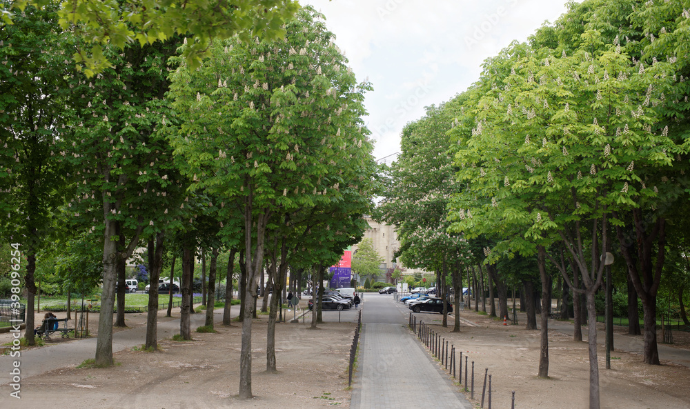 Chestnuts are blossoming at the intersection of the Champs Elysees and Selv Avenue. Citizens rest on the bench and walk Chestnuts are blossoming at the intersection of the Champs Elysees and Selv Avenue. Citizens rest on the bench and walk