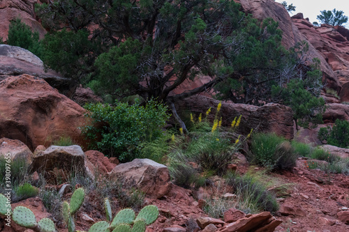Yellow Goldenrod wildflowers and cactus growing on rocks, Zion National Park