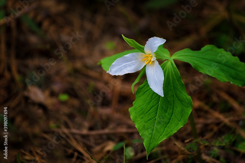 Delicate trillium wildflower in forest