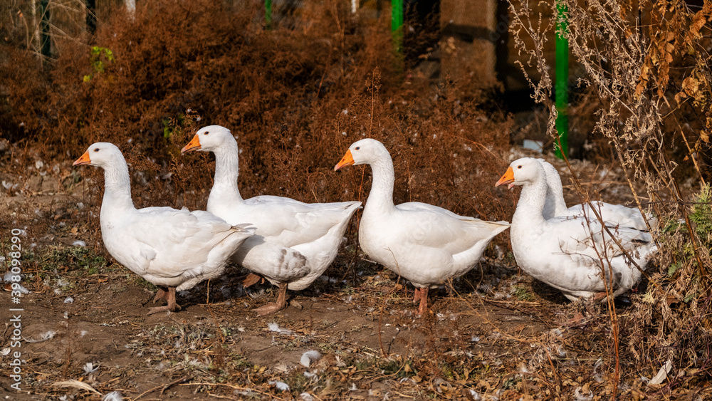 family of geese family of geese