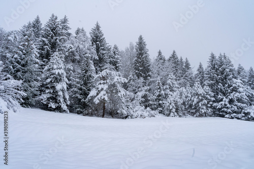 Italy, Trentino, Andalo - 8 December 2020 - The white winter forest