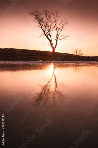 Tree on the shore of frozen lake with reflections in the ice surface. Beautiful winter landscape. South Ural, Russia