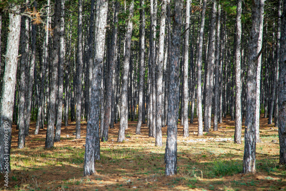 Obraz premium artificially planted pine grove