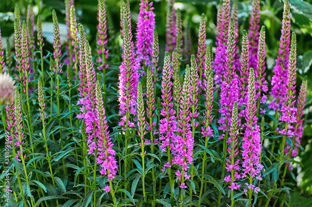 Obraz premium Veronica Flowers