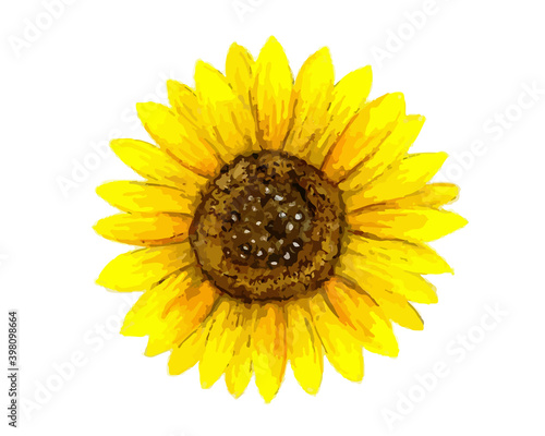 Watercolour illustration of yellow sunflower isolated on white background. 