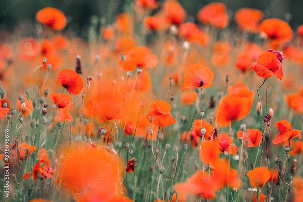 Obraz premium Field of poppies in summertime, shallow depth of field, red flowers