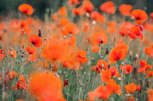 Field of poppies in summertime, shallow depth of field, red flowers © Cecilia