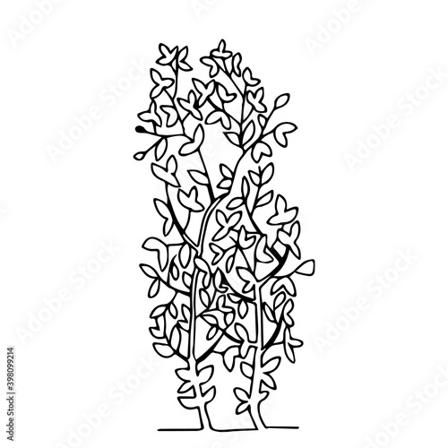 Black outline hand drawing vector illustration of two deciduous trees with leaves isolated on a white background