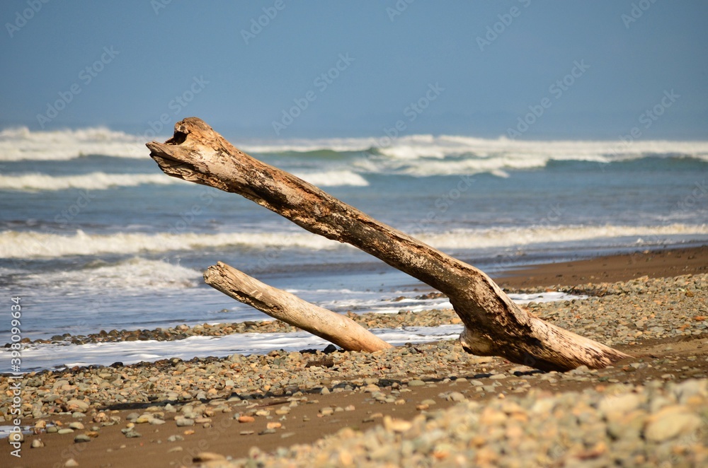 driftwood on the beautiful beach coast of costa rica driftwood on the beautiful beach coast of costa rica