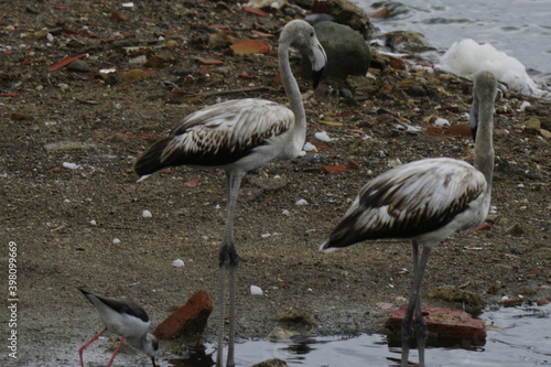 flamencos