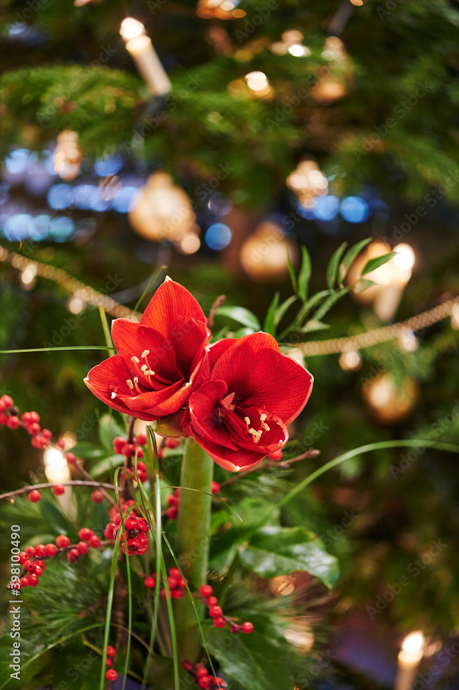 Obraz premium Bouquet of red Amaryllis (Amaryllidaceae), plant genus St. Joseph's lilies (Hippeastrum), in front of unfocussed lamps.