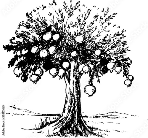 vector sketchy monochromatic illustration of a tree of life. pomegranate tree  black and white sketch