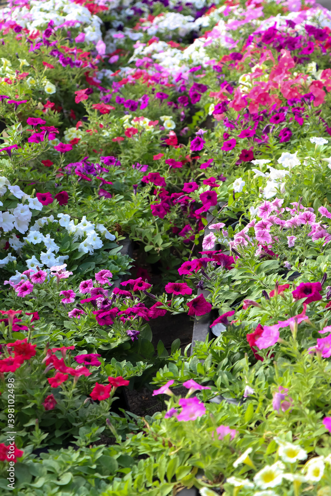 Petunia hybrida Vilm flower are blooming in the garden Petunia hybrida Vilm flower are blooming in the garden