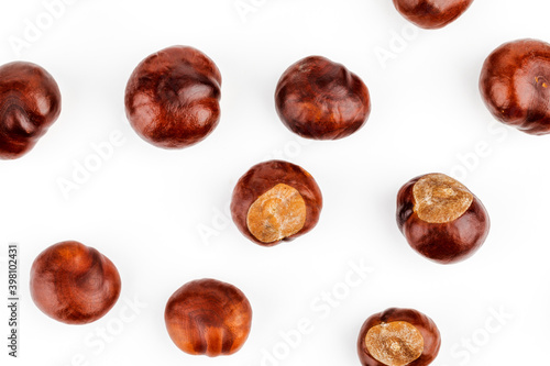 Chestnut isolated on a white background. The view from the top.