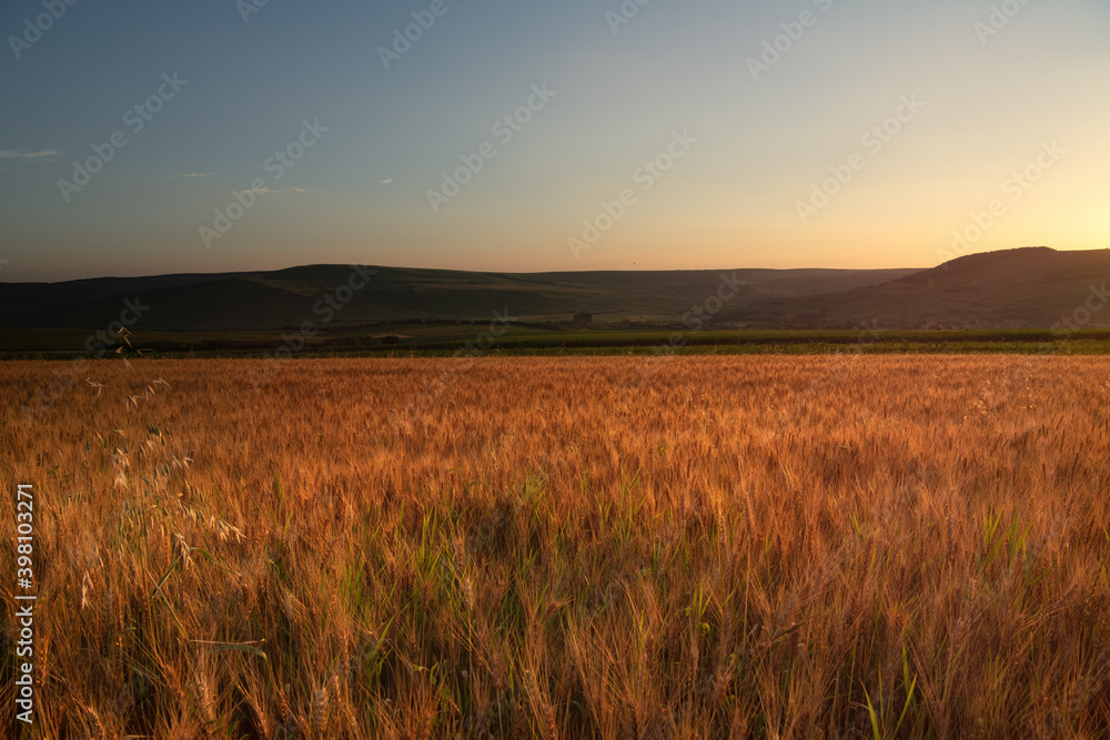 Early Summer sunrise over wheat field