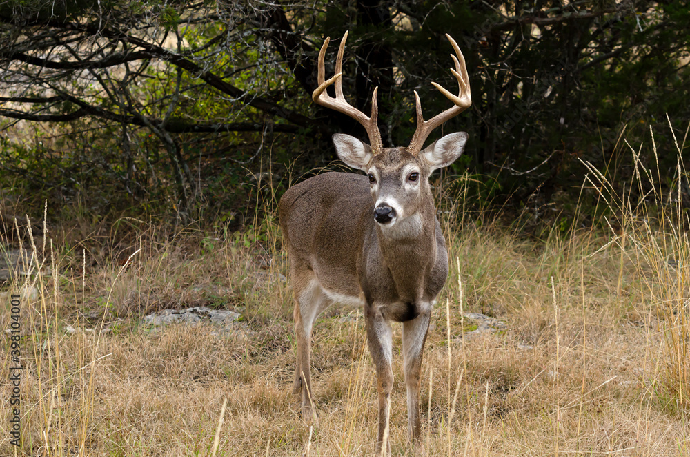 deer in the woods deer in the woods