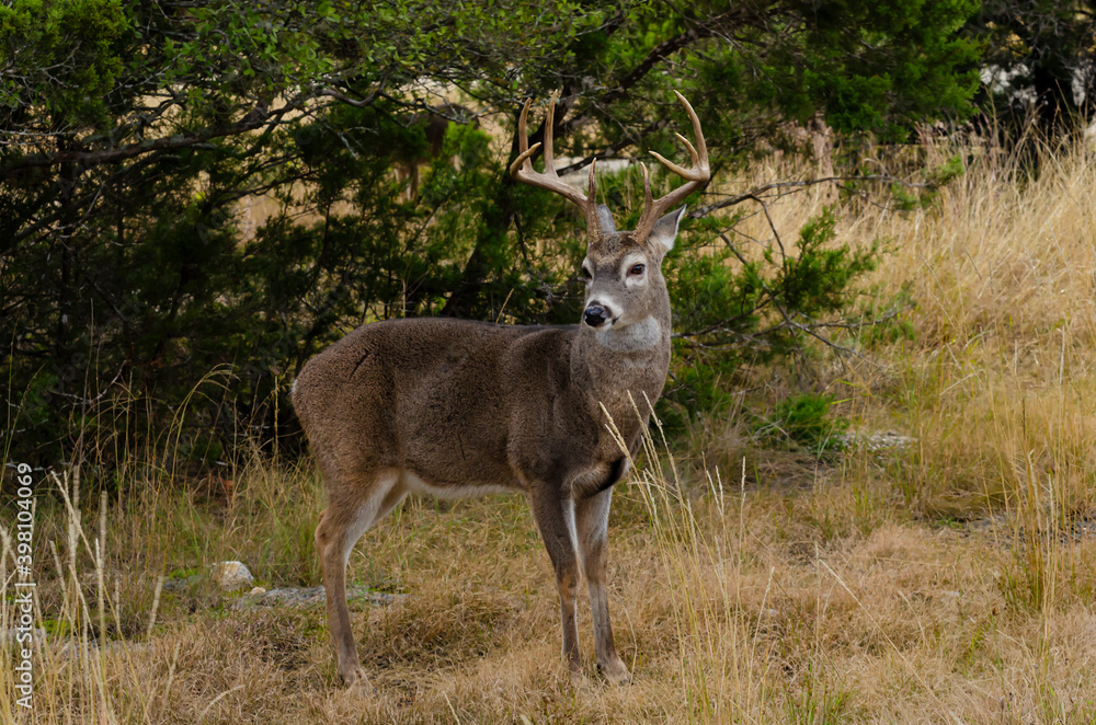side view of Texas whitetail buck in early hunting season side view of Texas whitetail buck in early hunting season