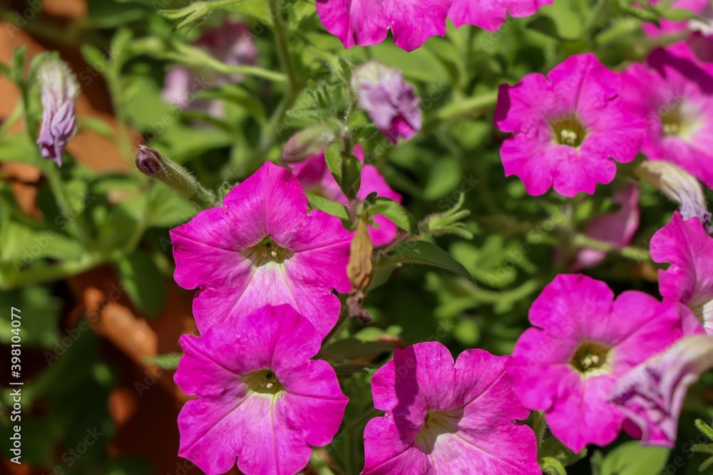 Petunia hybrida Vilm flower are blooming in the garden Petunia hybrida Vilm flower are blooming in the garden