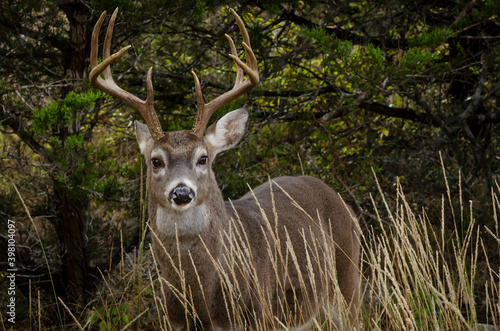 whitetail horns behind autumn grass