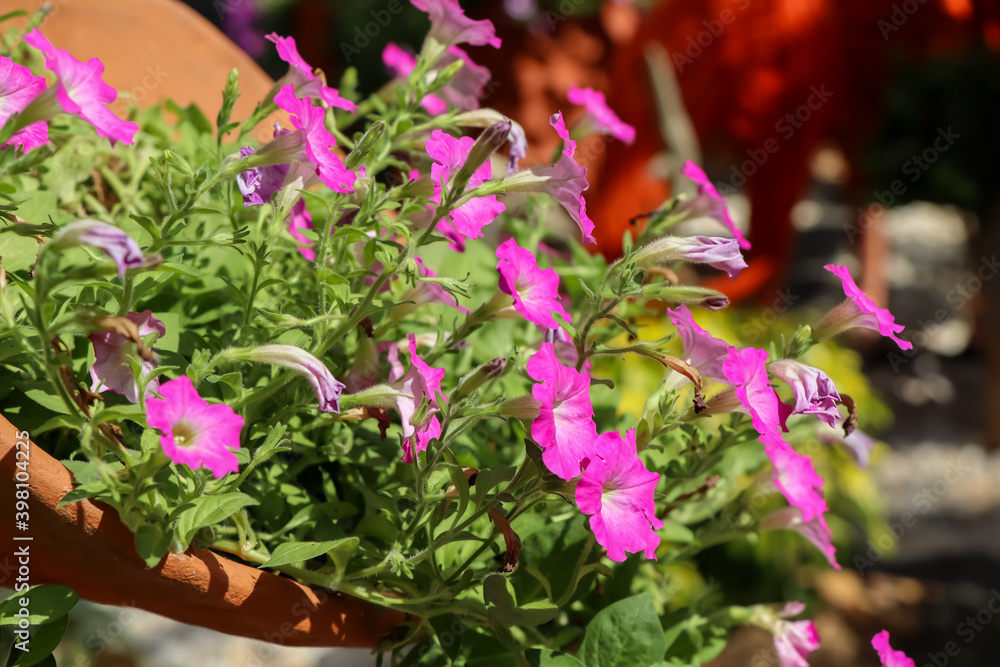 Petunia hybrida Vilm flower are blooming in the garden Petunia hybrida Vilm flower are blooming in the garden