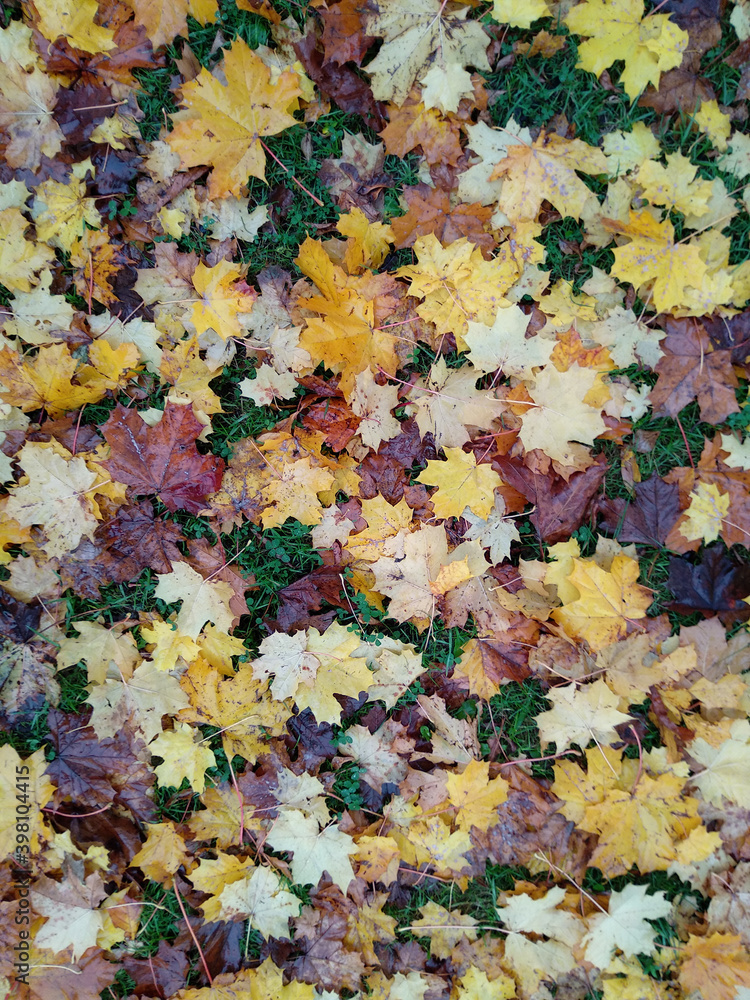 Top view of fallen maple leaves covering the ground Top view of fallen maple leaves covering the ground