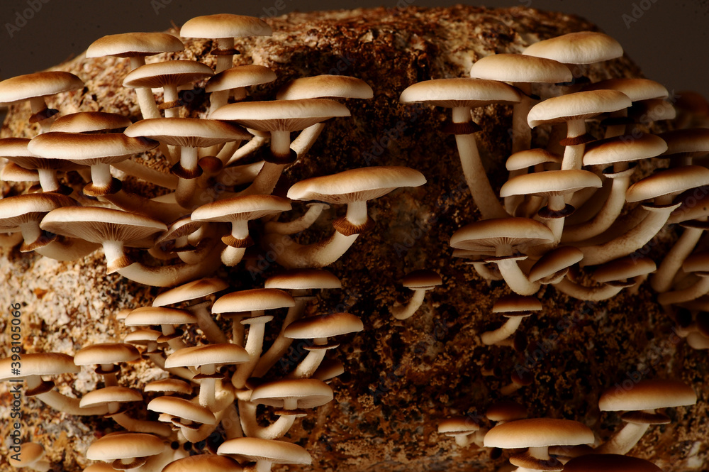 Honey mushrooms in mushrooms farm grow together in groups. Mushroom