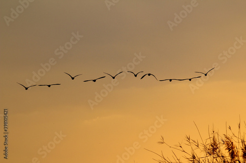 flock of birds flying over in the sunset, Kwando river Namibia and Botswana border
