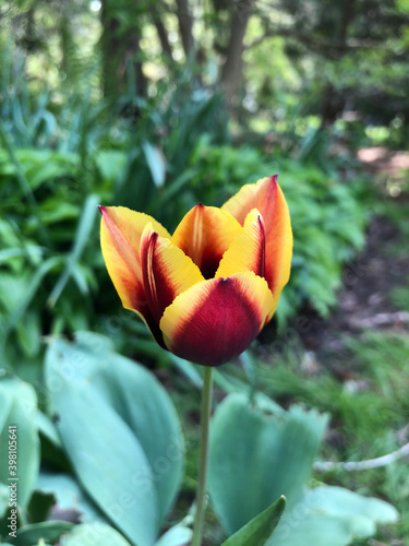 Fire tulip