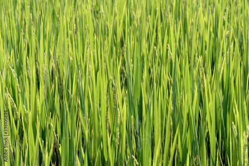 Closeup of rice paddy with ears in detail