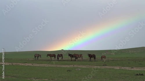 Rainbow and Horses in Green Meadow.horse horses group flow herd colt foal filly stallion stud Central Asia Mongolia China Siberia Russia Kazakhstan Turkmenistan Uzbekistan Kyrgyzstan brown photo