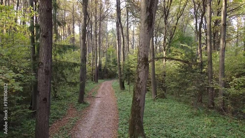 trees in the forest