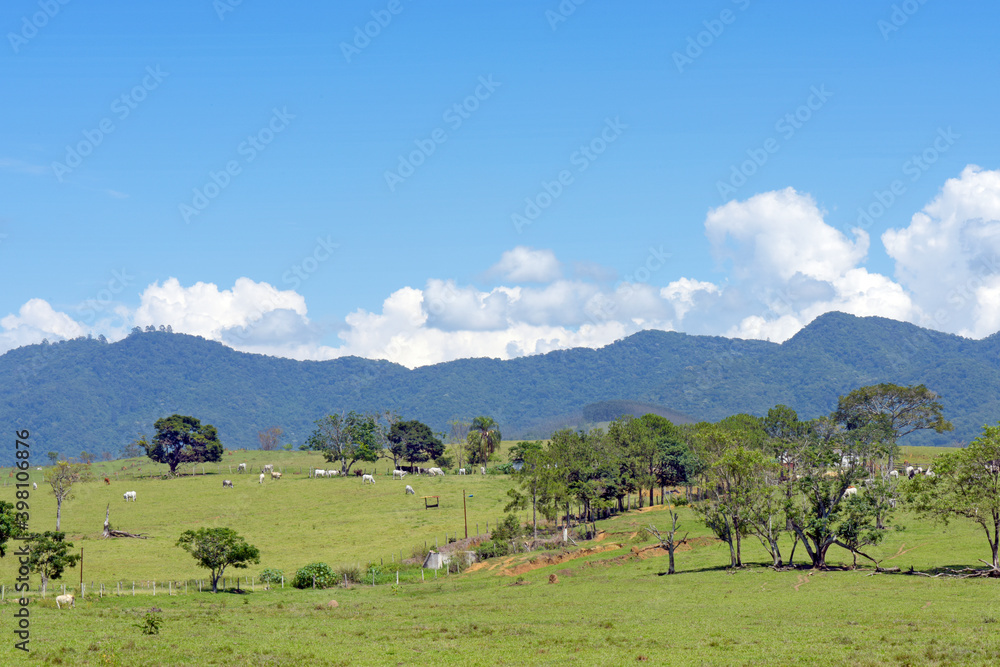 Rural landscape with cattle, trees, hills and blue sky