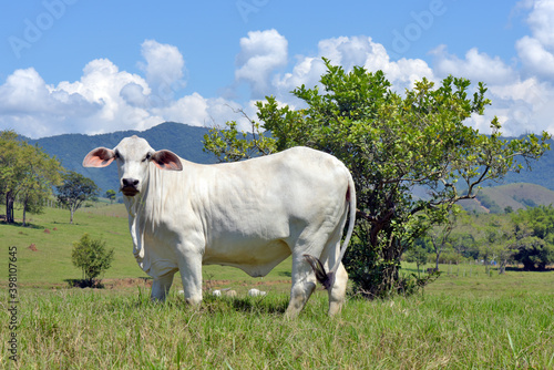 Closeup of Nellore calf in the meadow with trees