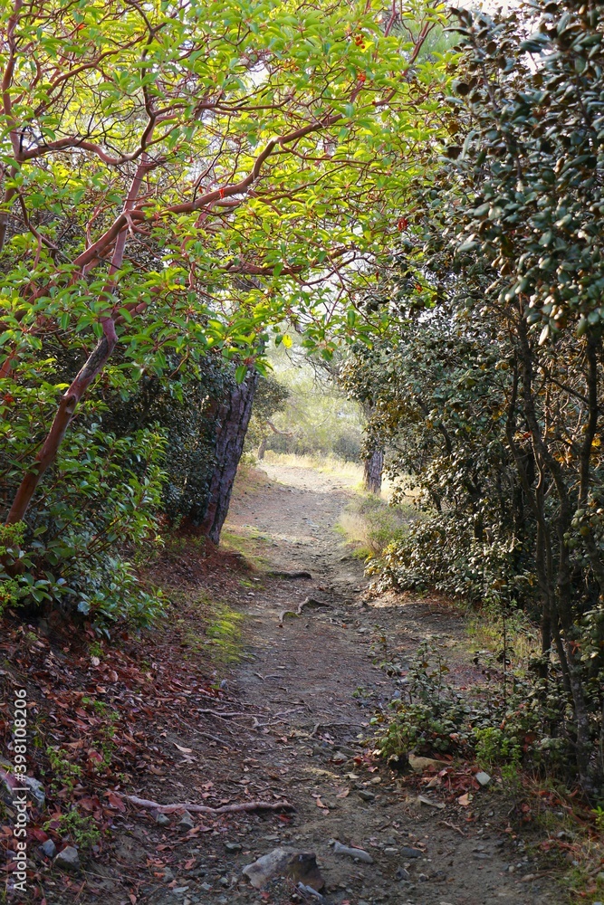Path in the middle of the forest Path in the middle of the forest