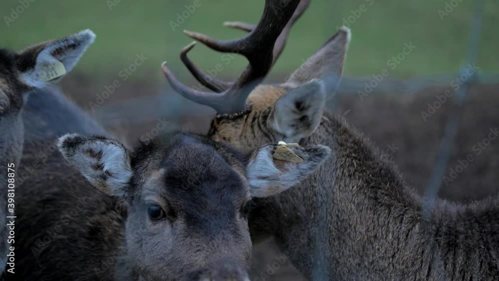 Fallow deer (Dama dama) buck licking female deer in cold overcast autumn day, closeup handheld shot Fallow deer (Dama dama) buck licking female deer in cold overcast autumn day, closeup handheld shot