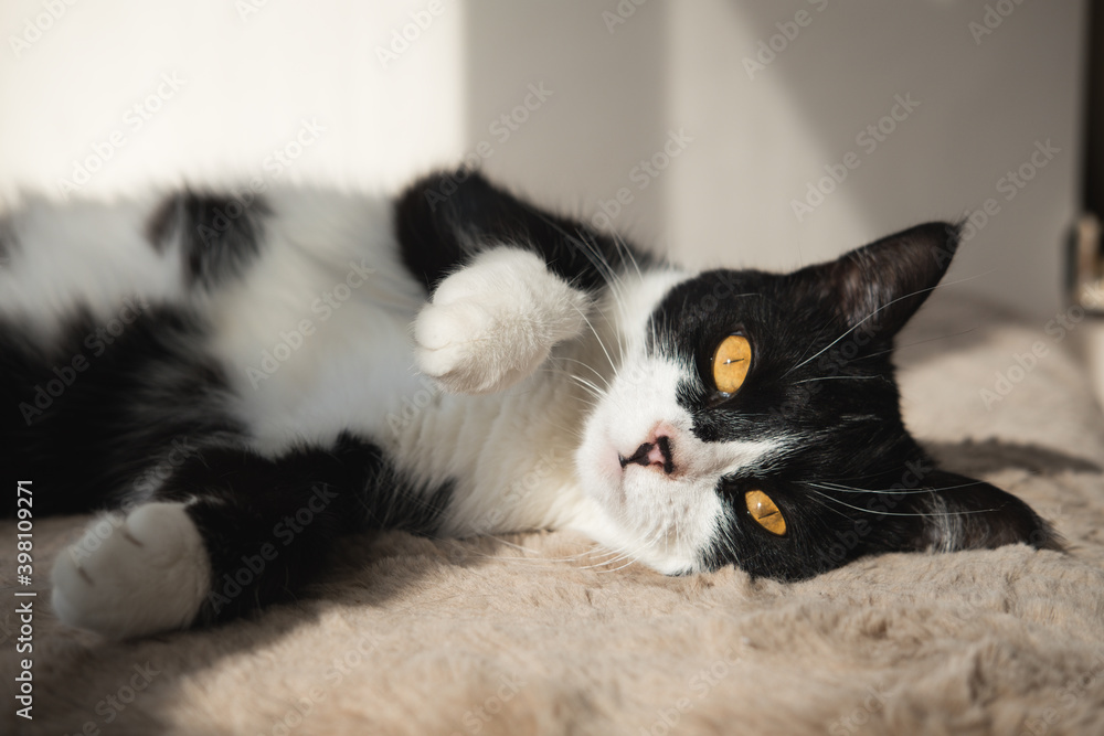 Funny cute black and white Tuxedo cat lying in the sun on soft blanket near window on windowsill and looking at camera. Funny cute black and white Tuxedo cat lying in the sun on soft blanket near window on windowsill and looking at camera.