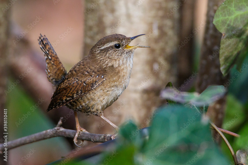 Zaunkönig (Troglodytes troglodytes) Zaunkönig (Troglodytes troglodytes)