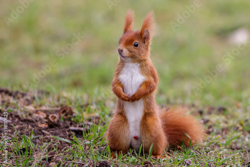 Eichhörnchen (Sciurus vulgaris)