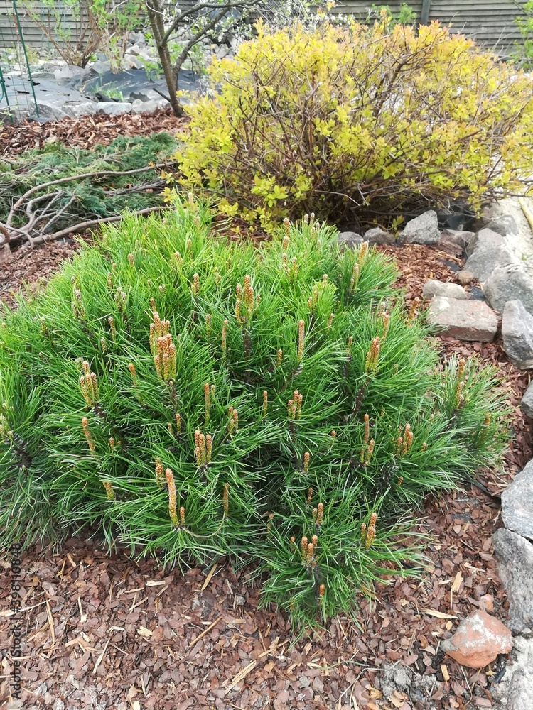 Japanese Golden Princess spirea, Mugus Pine on mulched bed in early spring Japanese Golden Princess spirea, Mugus Pine on mulched bed in early spring