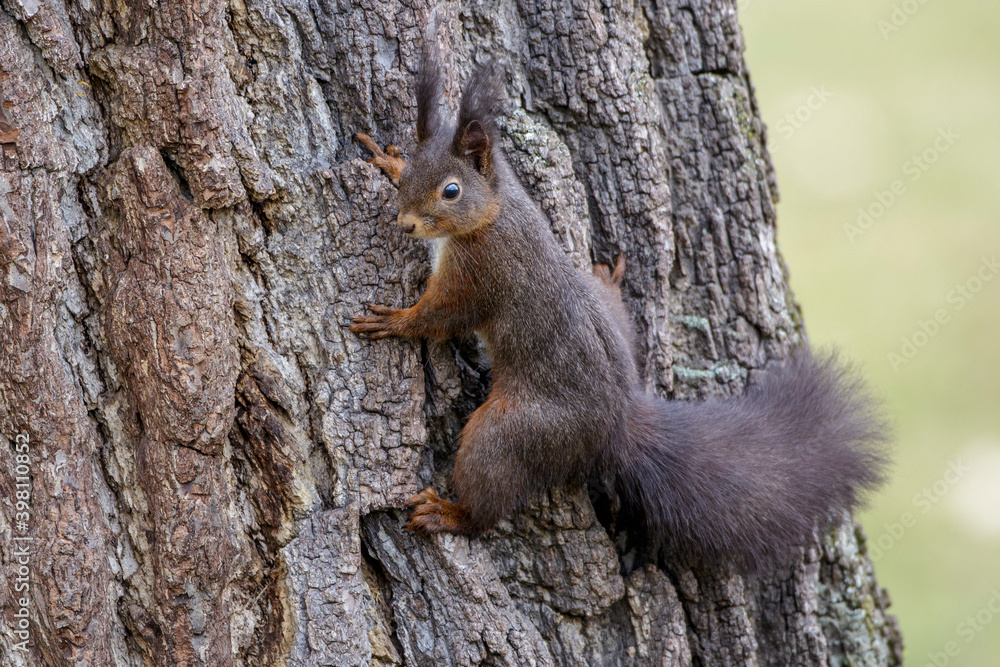 Eichhörnchen (Sciurus vulgaris) Eichhörnchen (Sciurus vulgaris)