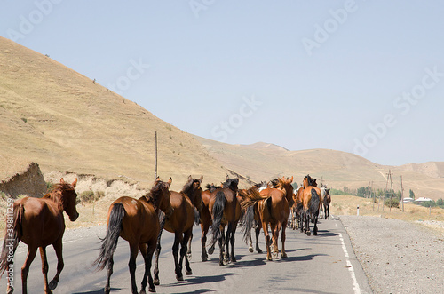 group of horses walking on a road against the sky