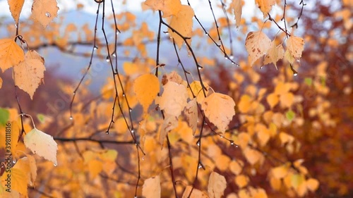 Yellow leaves with water drops in fall time footage