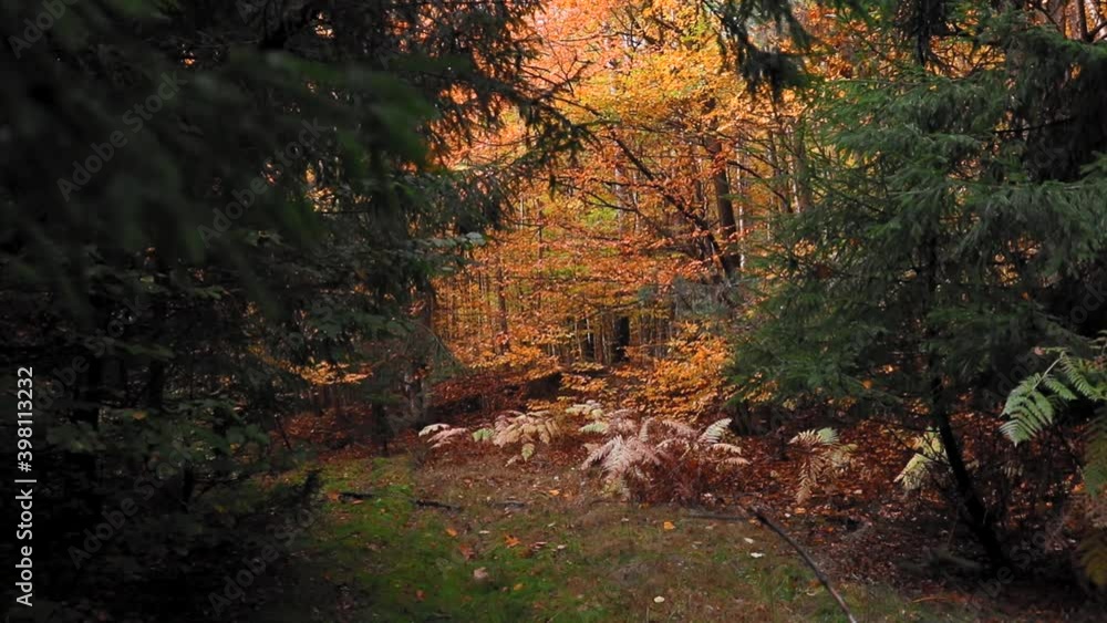 Beautiful forest landscape in fall season in slow motion footage Beautiful forest landscape in fall season in slow motion footage