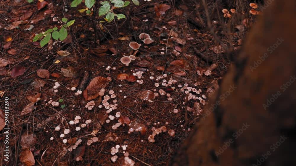 Bunch of mushrooms in the forest in autumn Bunch of mushrooms in the forest in autumn