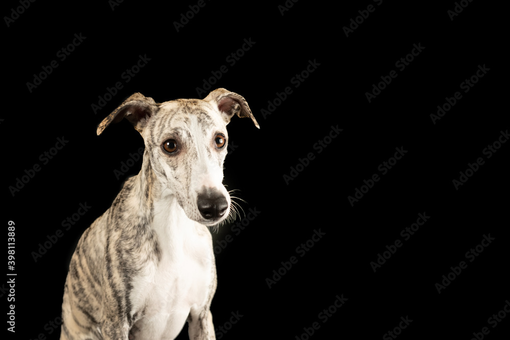 Lustiges Porträt eines Whippet-Hundes auf isoliertem schwarzen Hintergrund Lustiges Porträt eines Whippet-Hundes auf isoliertem schwarzen Hintergrund