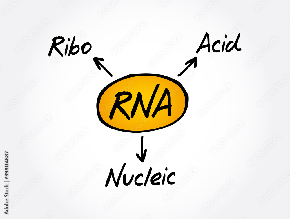 Fototapeta premium RNA - Ribonucleic acid acronym, medical concept background