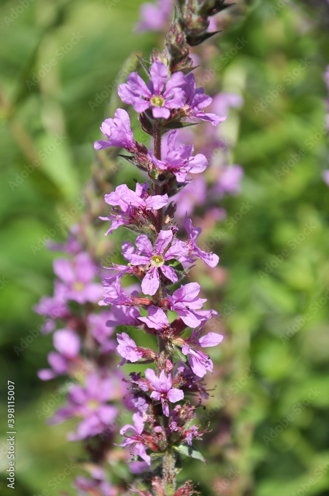 Obraz premium Lythrum salicaria grows on the riverbank
