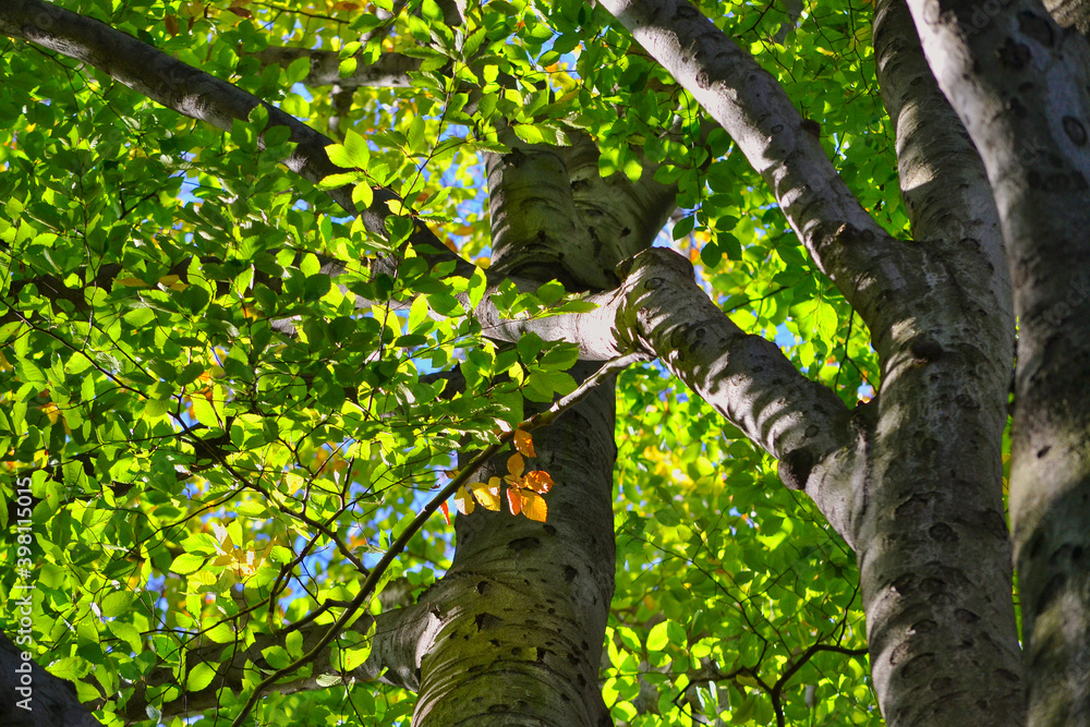 Fototapeta premium Old park with huge beech trees.