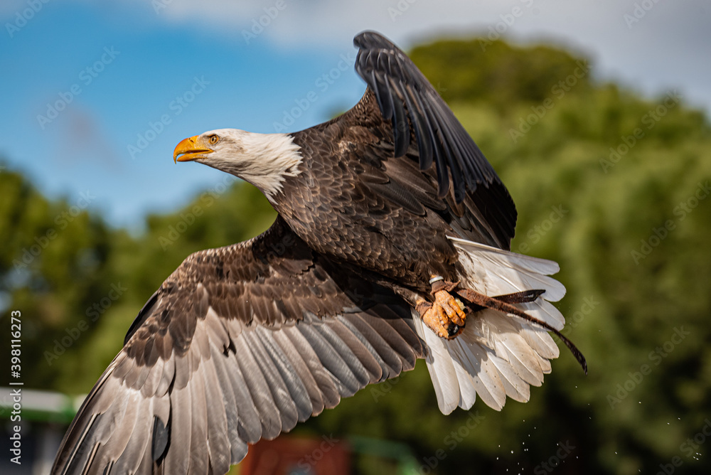 Obraz premium águila calva (Haliaeetus leucocephalus), capturada en pleno vuelo.