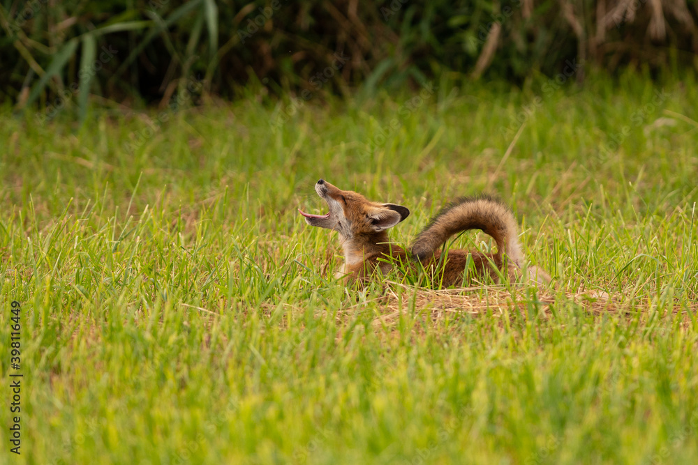 Obraz premium renard coucher